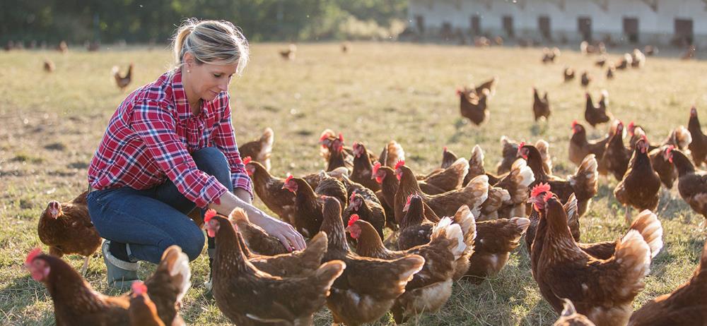 5 regole per un allevamento biologico di galline