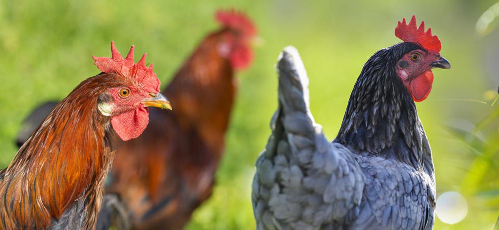 Vi interessa una razza di gallina in particolare? Abbiamo moltissime razze!