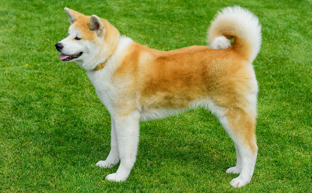 Akita Inu: carattere, educazione, alimentazione