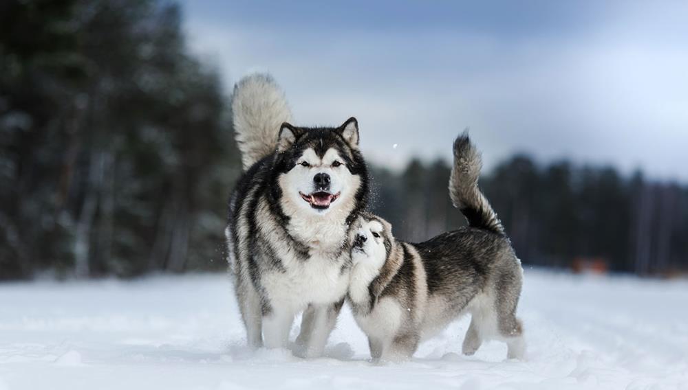 Alaskan Malamute: carattere, alimentazione e allevamento per un esemplare forte e sano