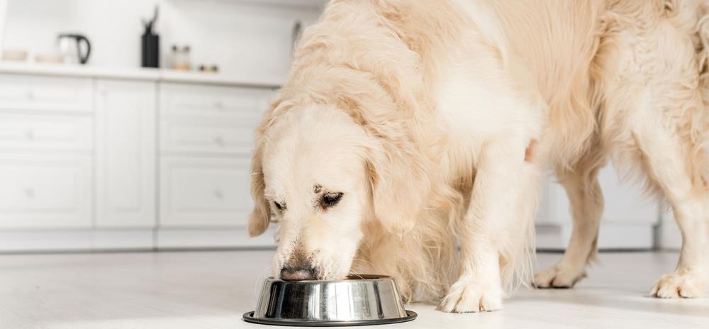 Alimentazione cane anziano: quale e quanto cibo dare al nostro pet