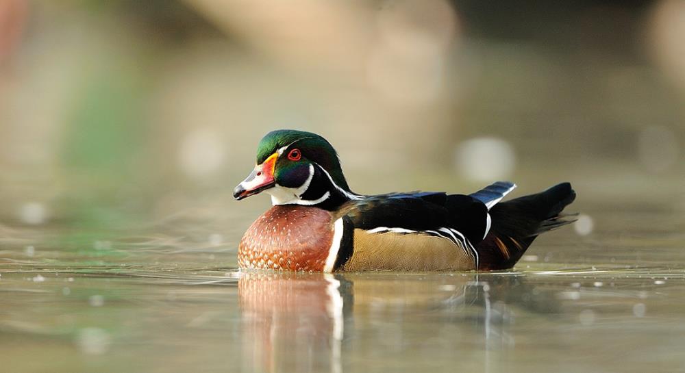 Come allevare l’anatra Carolina: habitat, alimentazione, riproduzione e abitudini sociali