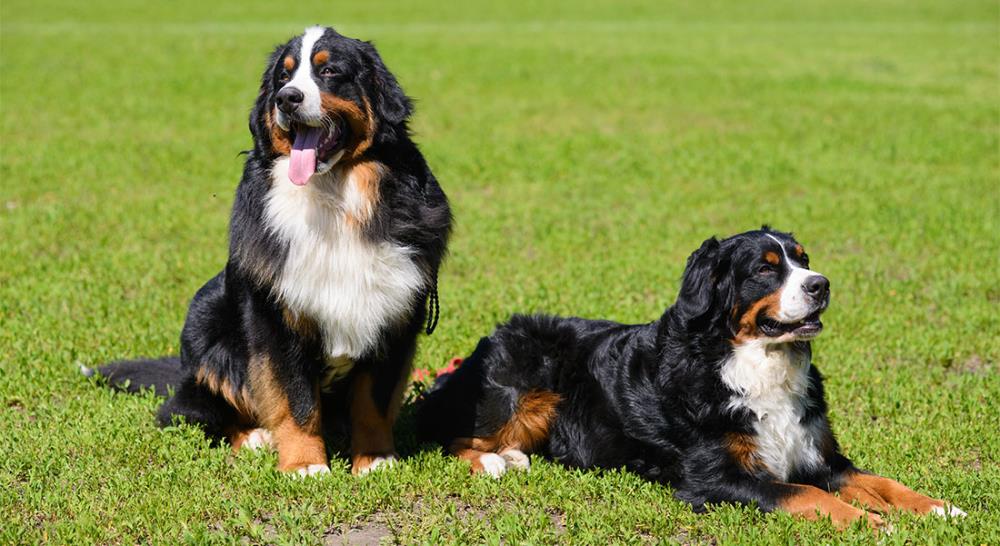 Allevare un Bovaro del Bernese: carattere e alimentazione