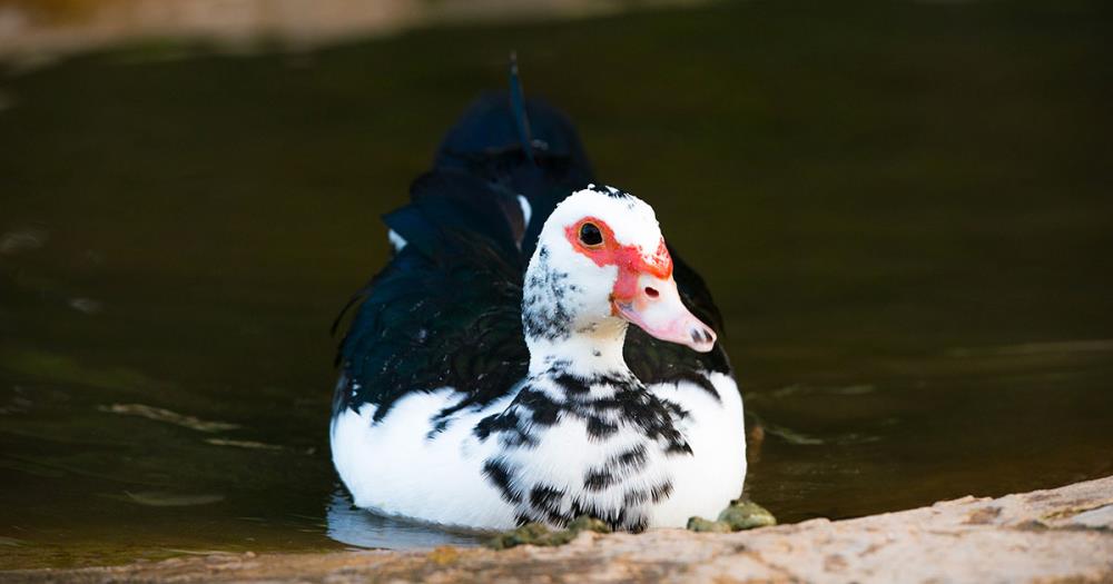 Anatra muta: cova, allevamento, caratteristiche