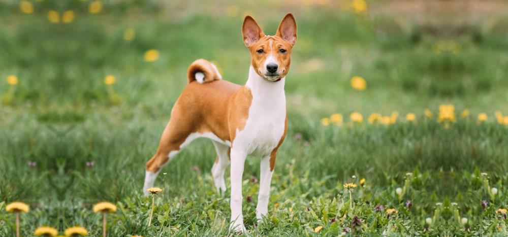 Basenji: caratteristiche, alimentazione e salute