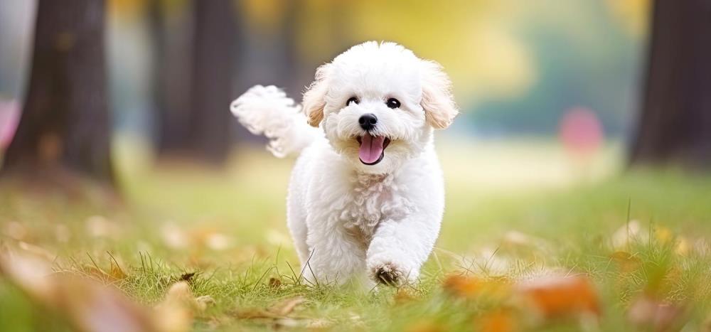 Bichon Frisé: caratteristiche, alimentazione e cure