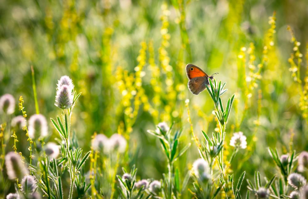 Come fare per attirare farfalle sul proprio prato o giardino