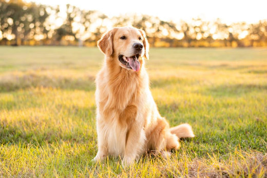 Cani: la prima educazione