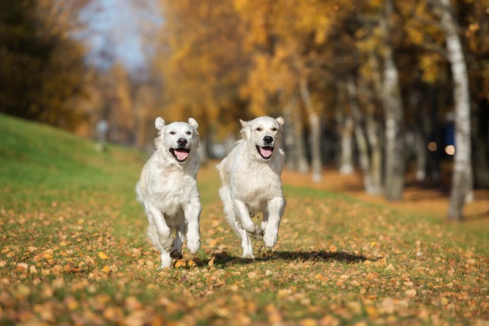 Cani: regole per una corretta convivenza