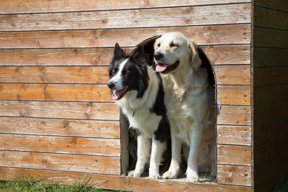 Il cane e la cuccia