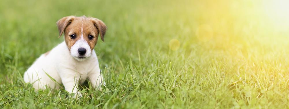 I primi passi dopo aver acquistato un cucciolo di cane