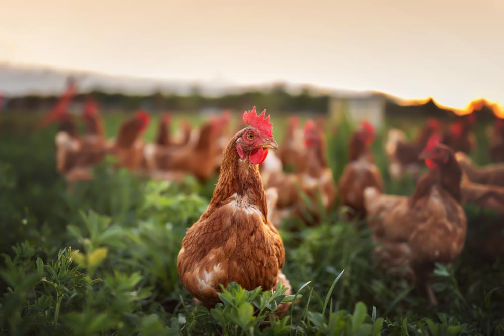 Anche le galline hanno un cuore