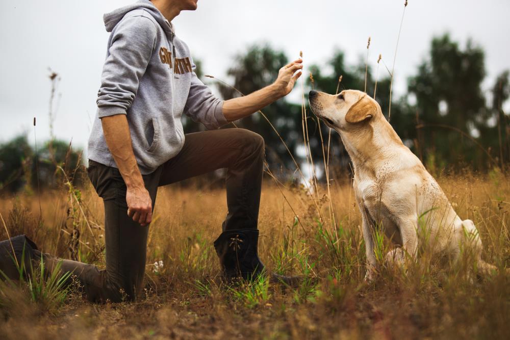 Cani: i giochi educativi