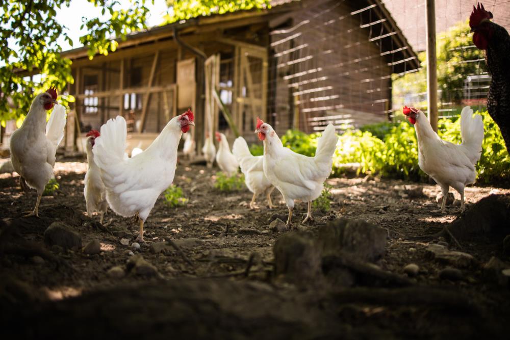 I sensi delle galline: in rassegna tutte le caratteristiche sensitive di questi splendidi animali