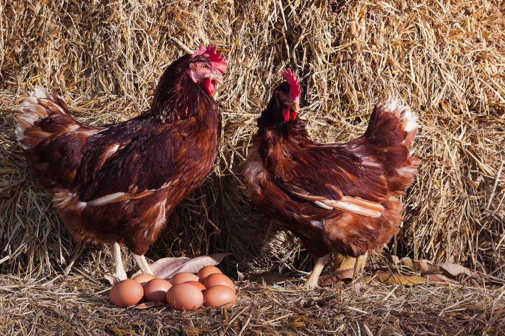 Prima deposizione di uova per una delle nostre galline