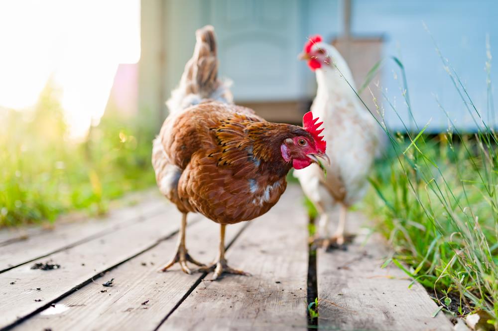 Progetto Ecologico: La gallina ha fatto l'uovo