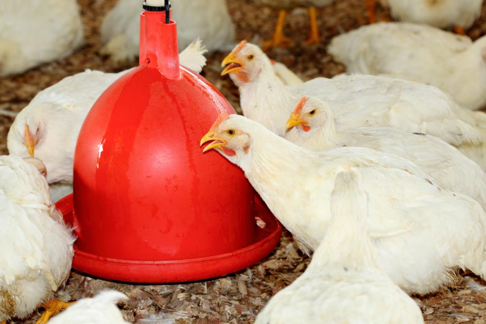 Quale abbeveratoio scegliere per le tue galline? Ecco qualche consiglio