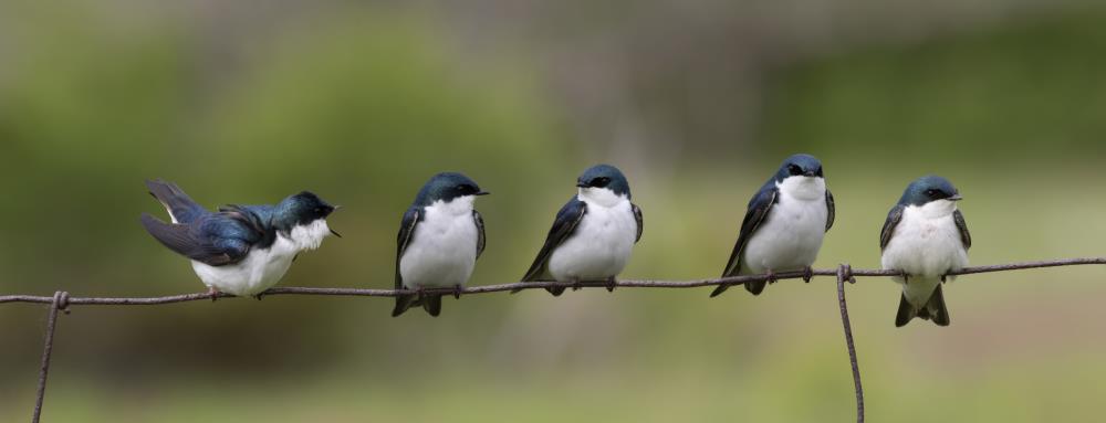 Uccelli Selvatici in Italia