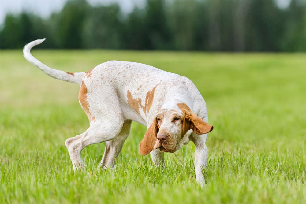 Bracco Italiano: caratteristiche, addestramento, alimentazione