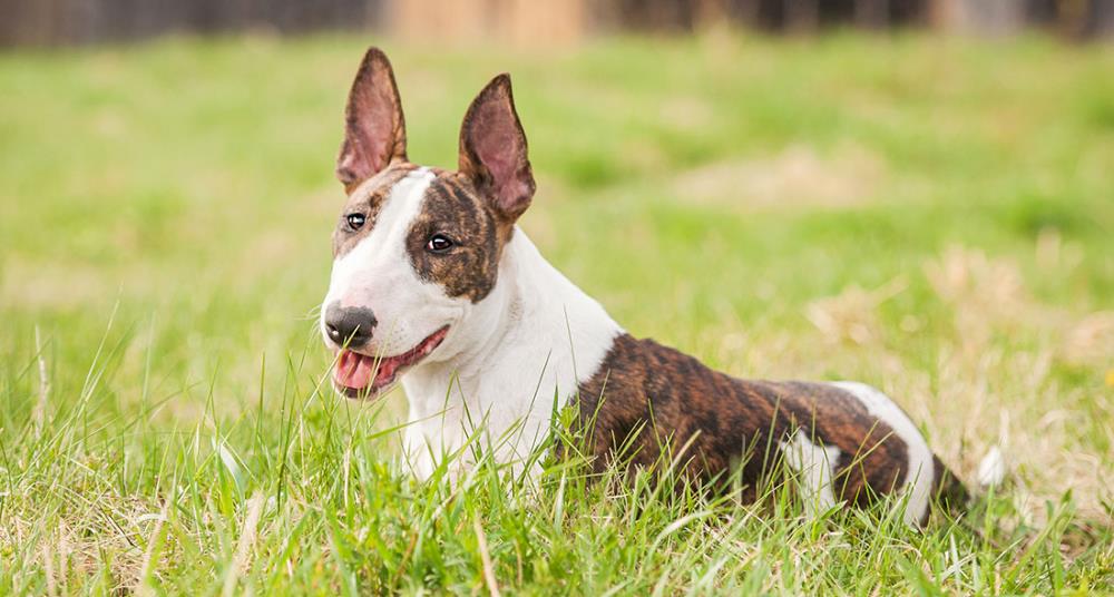 Bull Terrier: carattere, alimentazione, educazione