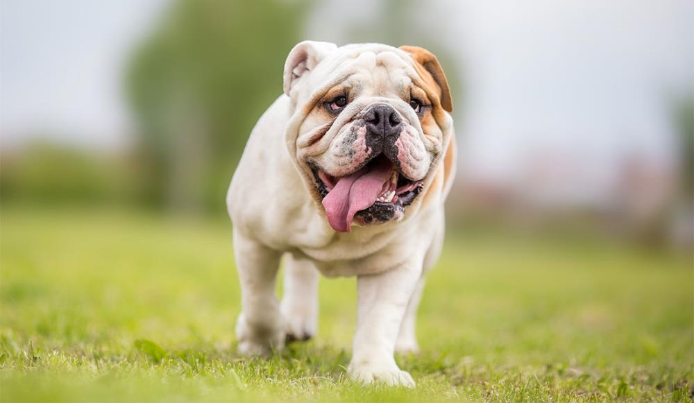 Bulldog inglese: carattere, educazione, alimentazione