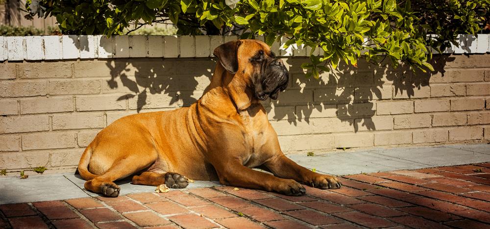 Bullmastiff: caratteristiche, salute e alimentazione