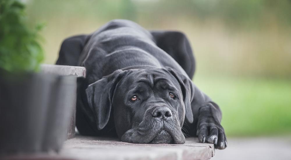 Cane Corso: caratteristiche e consigli per l'allevamento