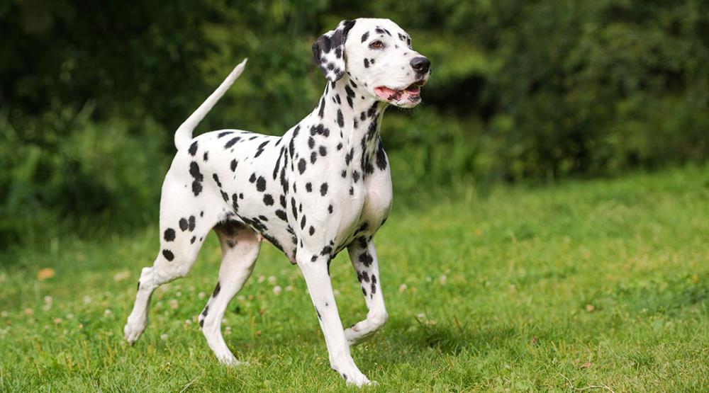 Cane Dalmata: carattere e alimentazione