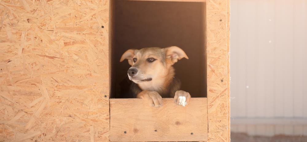 Ecco quali caratteristiche dovrebbe avere una buona cuccia per cani