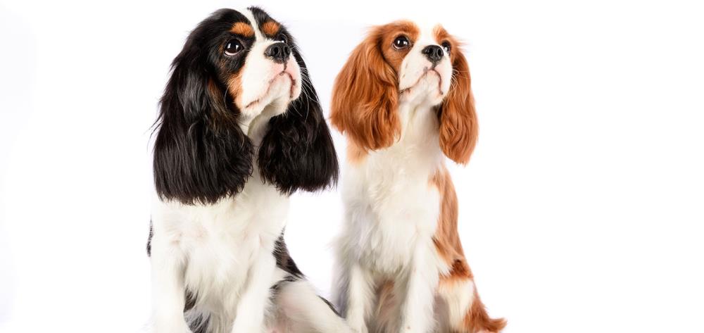 Cavalier King: caratteristiche, educazione, alimentazione