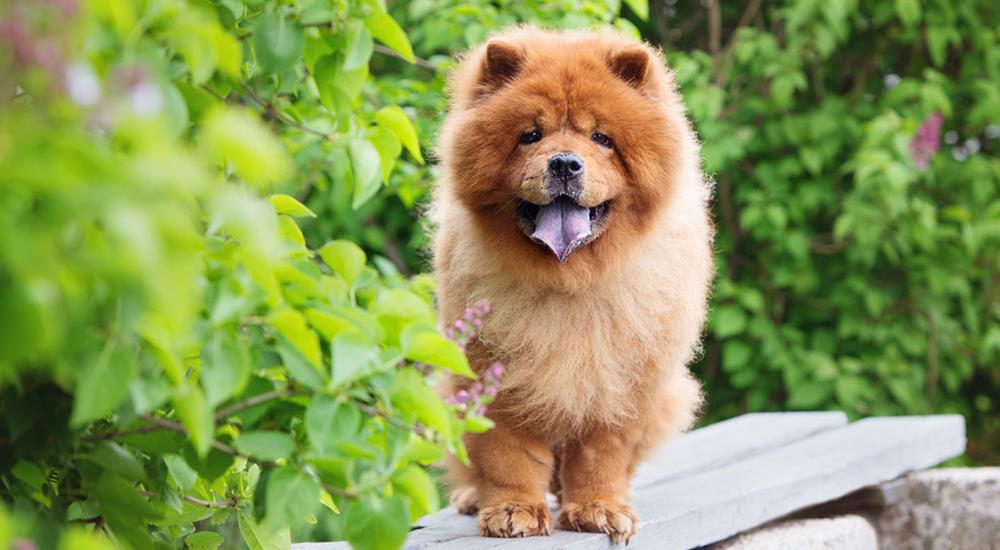 Chow Chow: caratteristiche e consigli per l'allevamento