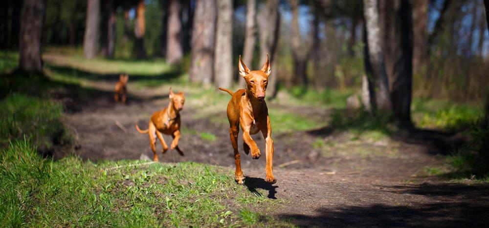 Cirneco dell'Etna: carattere, alimentazione e salute