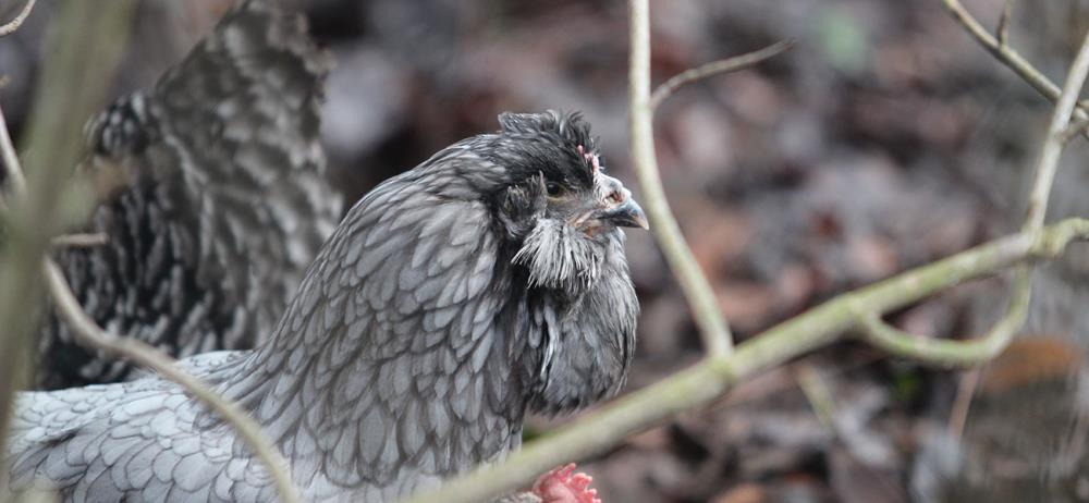 Eulenbarthuhn: das Zierhuhn mit kleinem Schopf!