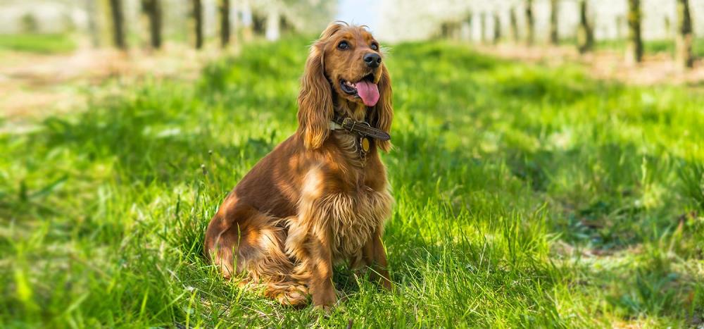 Cocker Spaniel Inglese: caratteristiche, alimentazione, salute