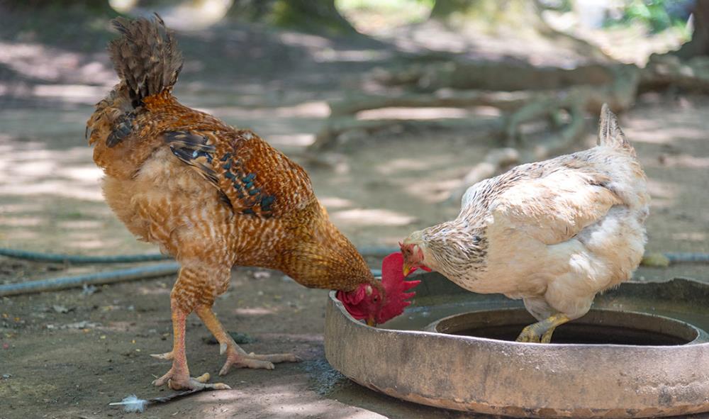 Come accorciare le penne delle ali di una gallina