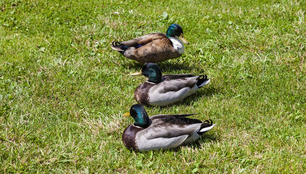 Come allevare l’anatra Germanata Veneta