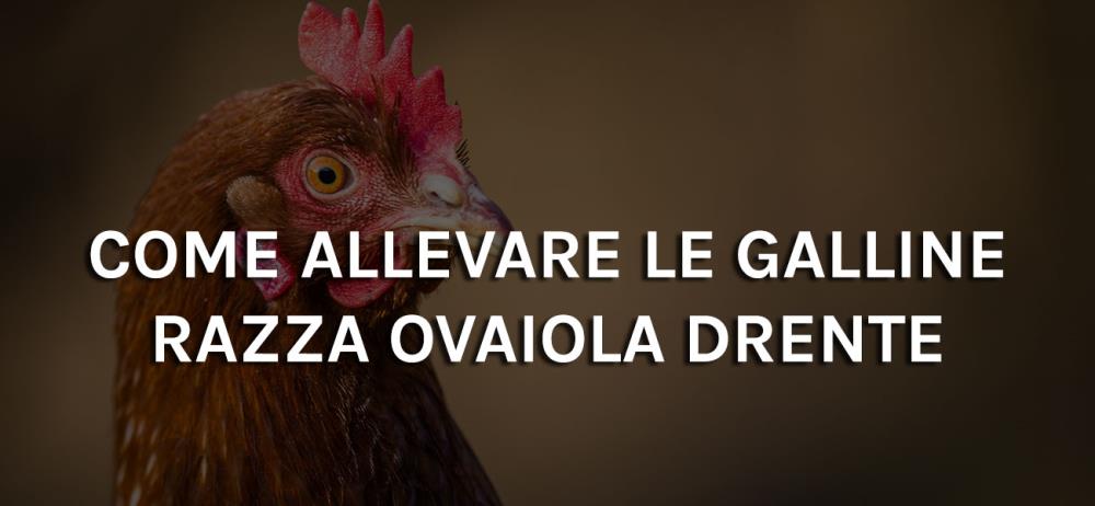 Come allevare le galline razza ovaiola Drente