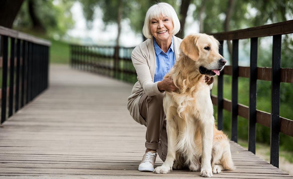 Come allevare un Golden Retriever: i nostri consigli