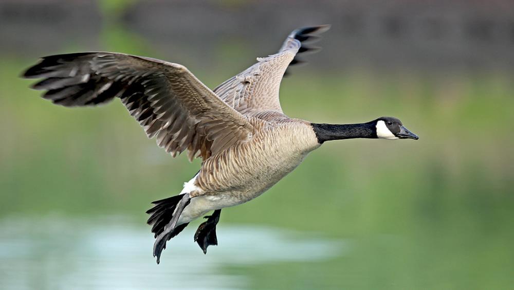 Come allevare l’oca canadese: curiosità sulla loro vita in natura e in cattività