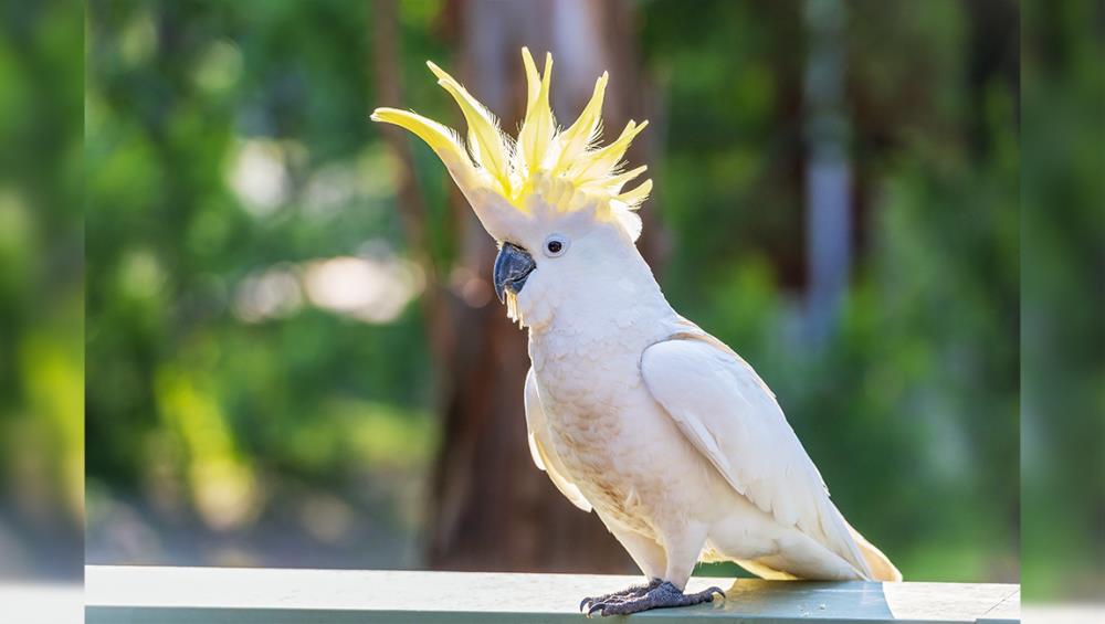 Come allevare un pappagallo Cacatua