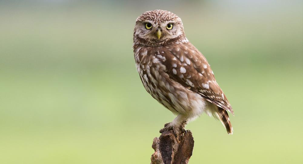 Come allevare una civetta: tutto quello che c'è da sapere su questo piccolo rapace