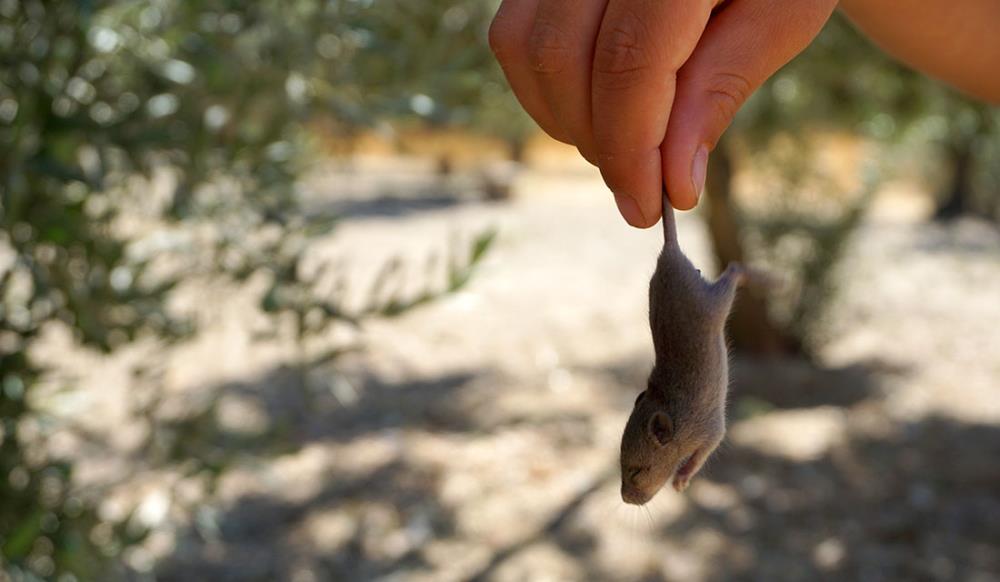 Come eliminare i topi dal pollaio senza ucciderli o ferirli