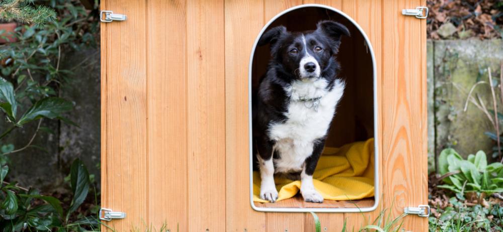 Come fare usare la cuccia al cane