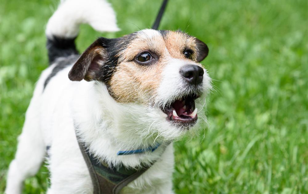 Come insegnare al cane a non abbaiare: suggerimenti utili