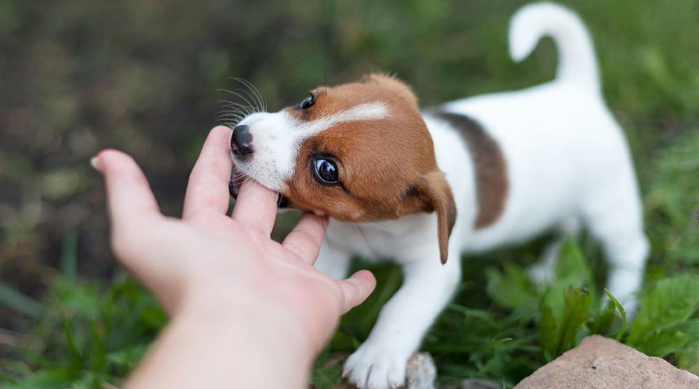 Come insegnare al cane a non mordere: i nostri consigli