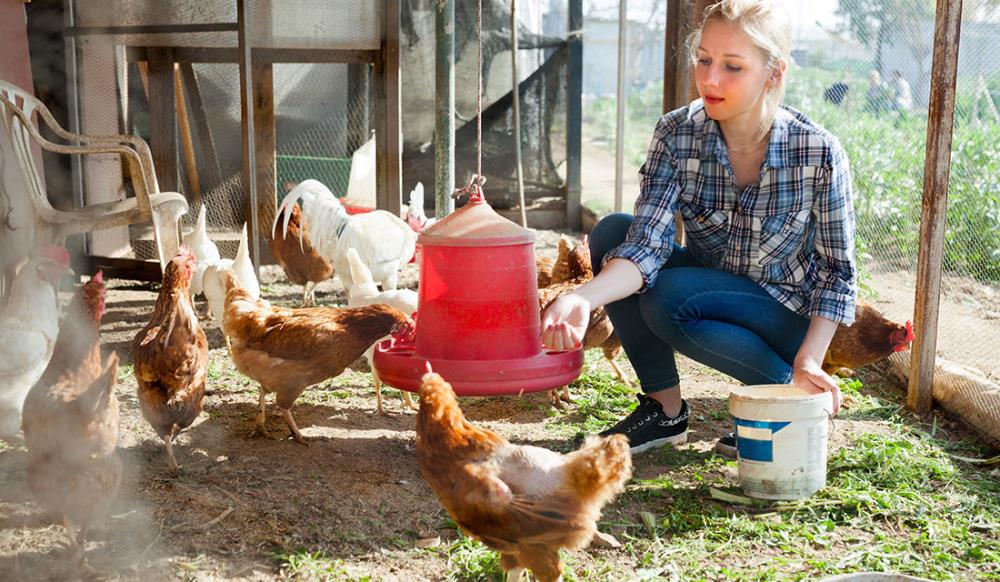 Come produrre mangime per galline ovaiole fatto in casa