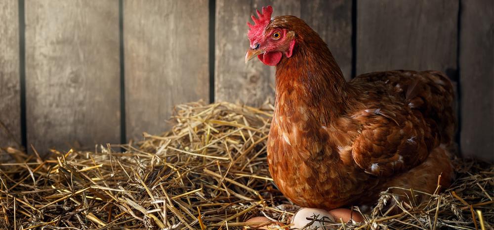 Come tenere le galline in inverno: ricovero e alimentazione