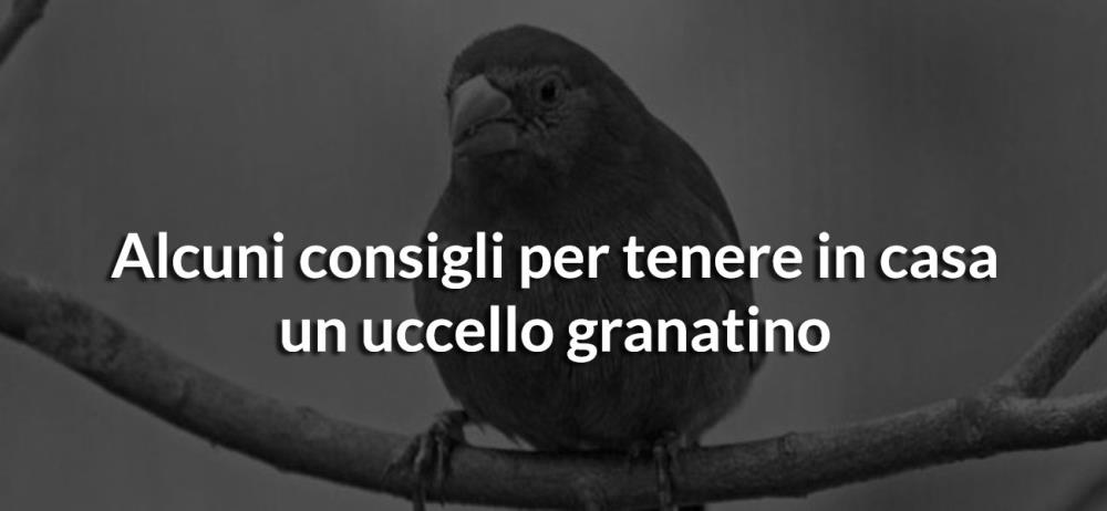 Alcuni consigli per tenere in casa un uccello granatino