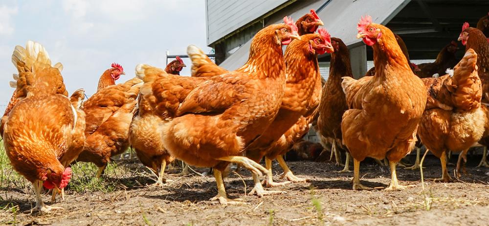 Cosa non dare da mangiare alle galline: cibi tossici