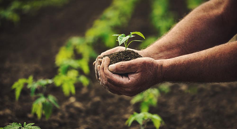 Cosa significa coltivare in agricoltura biologica?